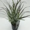 Panicum virgatum Squaw ( Parelgierst )|ohgreen Outlet
