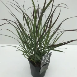 Panicum virgatum Squaw ( Parelgierst )|ohgreen Outlet