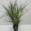 Panicum virgatum Squaw ( Parelgierst )|ohgreen Outlet