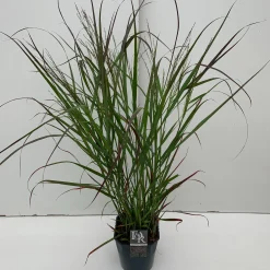 Panicum virgatum Squaw ( Parelgierst )|ohgreen Outlet