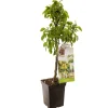 Peer dwergboompje pyrus communis dwergpeer|ohgreen Outlet