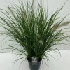 Pennisetum alopecuroides Hameln (Lampenpoetsersgras)|ohgreen Clearance