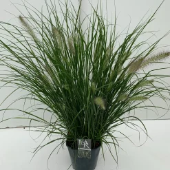 Pennisetum alopecuroides Hameln (Lampenpoetsersgras)|ohgreen Clearance