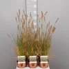 Pennisetum alopecuroides Hameln|ohgreen Sale
