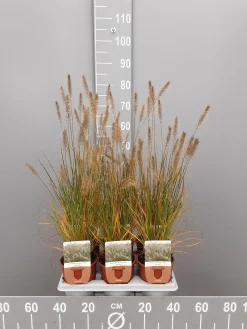 Pennisetum alopecuroides Hameln|ohgreen Sale