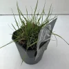 Pennisetum alopecuroides Hameln (Lampenpoetsersgras)|ohgreen New