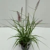 Pennisetum orientale Karley Rose ( Lampepoetser )|ohgreen New