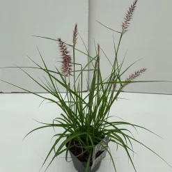 Pennisetum orientale Karley Rose ( Lampepoetser )|ohgreen New