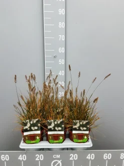 Pennisetumalopecuroïdes little|ohgreen Online