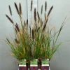 Pennisetumalopecuroïdes virides|ohgreen Outlet