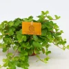 Peperomia rotundifolia|ohgreen Discount