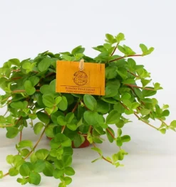 Peperomia rotundifolia|ohgreen Discount