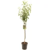 Perenboom pyrus communis wildeman halfstam|ohgreen Best
