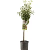 Perenboom pyrus communis bonne louise d'avranches laagstam|ohgreen Discount