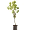 Perenboom pyrus communis para dulce laagstam|ohgreen Best