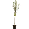 Perenboom pyrus communis doyenne comice halfstam|ohgreen Hot