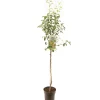 Perenboom pyrus communis triomphe de vienne halfstam|ohgreen Hot