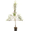Perenboom pyrus communis clapp's favourite leiboom|ohgreen Outlet
