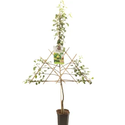 Perenboom pyrus communis clapp's favourite leiboom|ohgreen Outlet