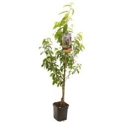 Perzikboom prunus persica peregrine laagstam|ohgreen Discount