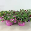 Petunia sufinia|ohgreen Outlet