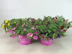 Petunia sufinia|ohgreen Outlet