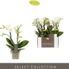 Phalaenopsis 2 tak sandra wit p7 h25|ohgreen New