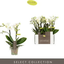 Phalaenopsis 2 tak sandra wit p7 h25|ohgreen New