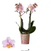 Phalaenopsis 2 tak 'andora' roze|ohgreen Discount