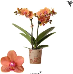 Phalaenopsis 2 tak 'bolzano' oranje|ohgreen Clearance
