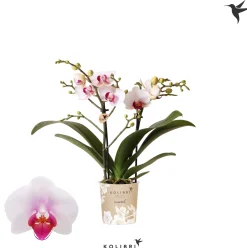 Phalaenopsis 2 tak gibraltar|ohgreen Outlet