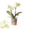 Phalaenopsis 2 tak mexico geel|ohgreen Hot