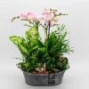 Phalaenopsis arrangement in zink ( Orchidee )|ohgreen Online