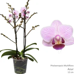 Phalaenopsis azure 2 bloemstelen|ohgreen Discount