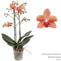 Phalaenopsis sunset Love 2 bloemstelen|ohgreen Best