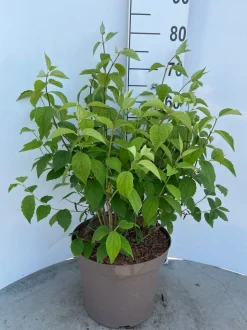 Philadelphus Virginal ( Boerenjasmijn )|ohgreen Outlet