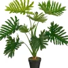 Philodendron in pot|ohgreen Hot