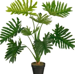 Philodendron in pot|ohgreen Hot