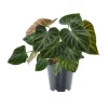 Philodendron Verrucos Incensi|ohgreen Outlet