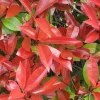 Photinia fraseri Little Red Robin|ohgreen Discount