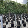 Photinia serru red robin half stam|ohgreen Outlet