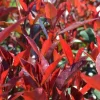 Photinia x fraseri carré rouge half stam|ohgreen Discount