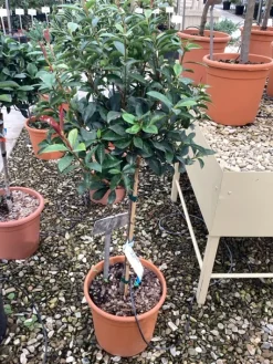 Photinia x fraseri carré rouge mini stam|ohgreen Hot