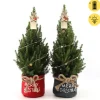 Picea glauca Duo Star ( Kerstboom )|ohgreen Outlet