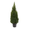Picea glauca 'Perfecta'|ohgreen Discount