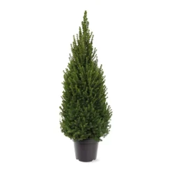 Picea glauca 'Perfecta'|ohgreen Discount