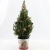Picea glauca Sanders Pine ( Kerstboom )|ohgreen Hot