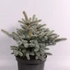 Picea pungens Glauca Globosa ( Blauwspar )|ohgreen Hot