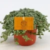 Pilea Glauca|ohgreen Hot