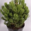 Pinus heldreichii Compact ( Bosnische Pijnboom )|ohgreen Best